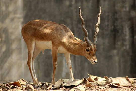 Chinkara deer or Indian gazelle is a species of gazelle normally found in southern Asia. Maharashtra, India.