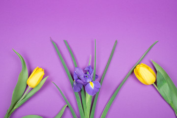 Beautiful yellow tulips and a purple iris flower on a purple background, top view (copy space for your text)
