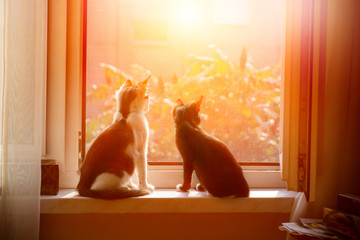Cats sitting in window