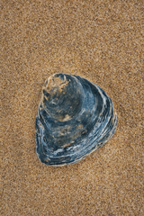Fototapeta na wymiar Shell On The Beach
