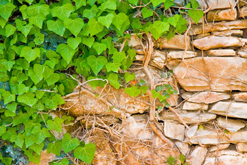 Old stone wall covered with fresh green ivy
