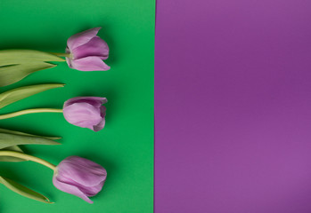 Three beautiful purple tulips on a split green and purple background, top view (copy space for your text)