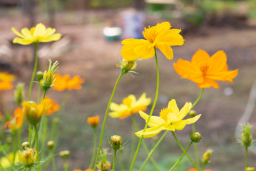 Obraz premium Cosmos yellow flower soft focus with some sharp and blurred background.