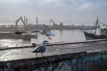 Seagull on a fence in a port, Essaouira