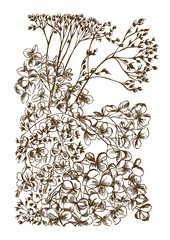 Hydrangea flowering plants, Stonecrop Fat hen flowers - 321224130