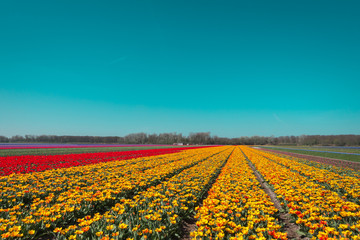 Colorful Tulip Field