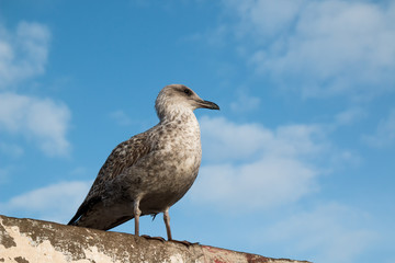 Seagull on the roof and cloudy sky