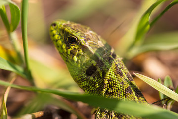 A green lizard is hiding in the grass in nature