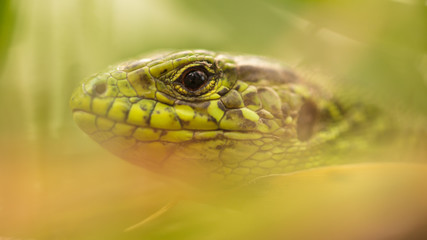 A green lizard is hiding in the grass in nature