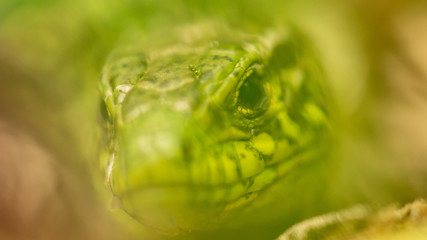 A green lizard is hiding in the grass in nature