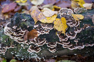 Autumn in the woods. Mushrooms that grew on a piece of rotten wood. Moss tree and yellow leaves.