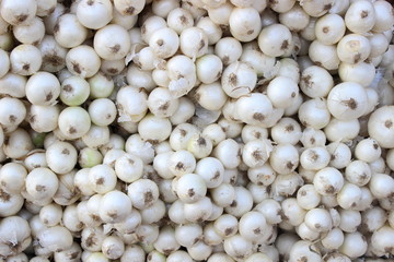 Close up of white onions, Pune