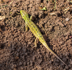 A green lizard crawls on the ground