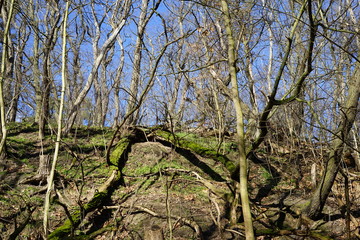 Hügel mit Bäumen, Gras und Moos im Sonnenlicht