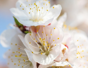 Beautiful apricot flowers in nature