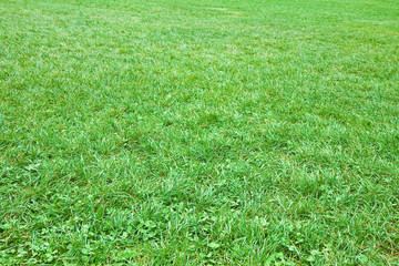 Fresh green wild grass field - Uncultivated field - Rural scene concept