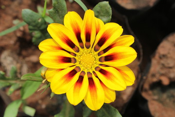 Yellow and burgundy Daisy flower Or CHRYSANTHEMUM, Pune