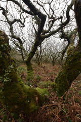 Moss covered tree at the Site of Special Scientific Interest Dizzard Point Cornwall