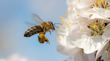 A bee collects honey from a flower - obrazy, fototapety, plakaty