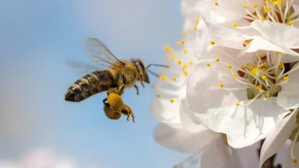Stickers pour porte Abeille Une abeille recueille le miel d& 39 une fleur