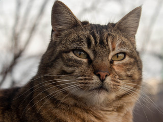portrait of cat on a white background