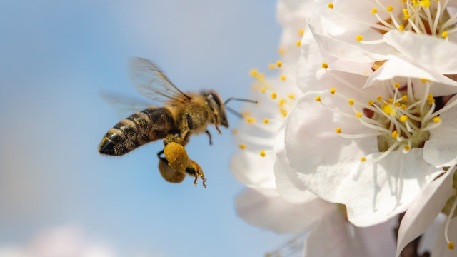 A bee collects honey from a flower