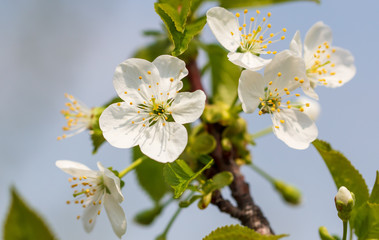 Fototapeta na wymiar White flowers on a fruit tree on nature