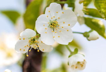 White flowers on a fruit tree on nature
