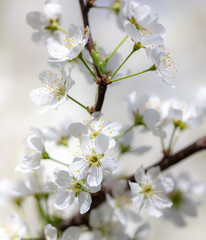 White flowers on a fruit tree on nature