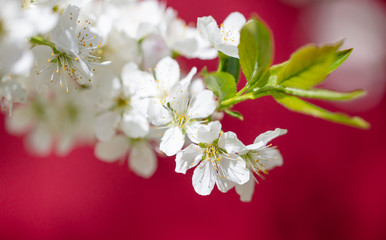 White flowers on a fruit tree on a red background