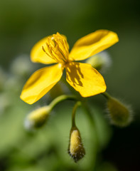 Yellow flowers in the spring