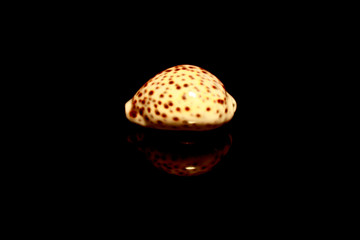 Shell with brown points isolated on black