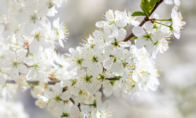 Naklejka premium White flowers on a fruit tree on nature