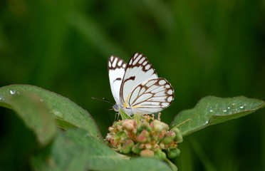 Brown-veined butterfly on a flower