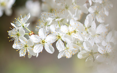 White flowers on a fruit tree on nature