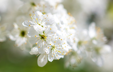 White flowers on a fruit tree on nature