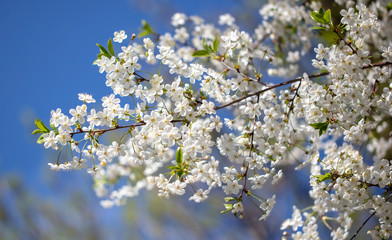 White flowers on a fruit tree on nature