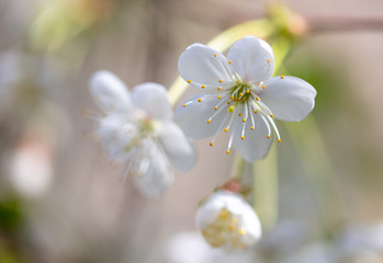 White flowers on a fruit tree on nature
