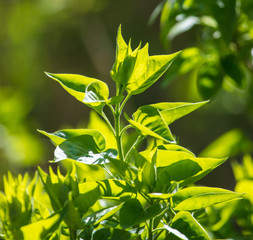 Green leaves on a tree on nature