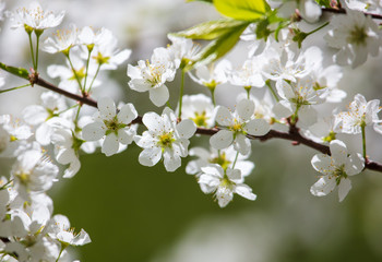 White flowers on a fruit tree on nature