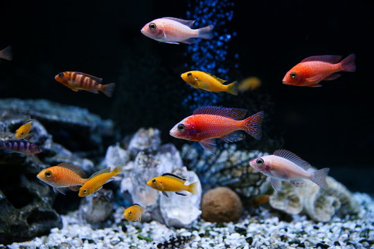 colorful aquarium fishes underwater on dark background