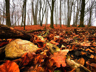 forest in autumn