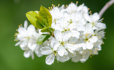 White flowers on a fruit tree on nature