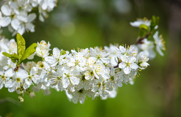 White flowers on a fruit tree on nature