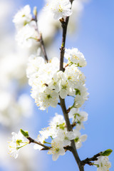 White flowers on a fruit tree on nature