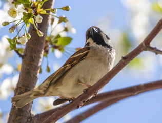 Sparrow on a tree branch on nature