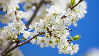 White flowers on a fruit tree on nature