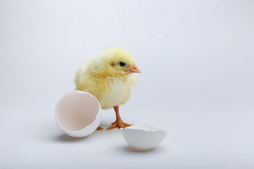 baby chick and egg shell on a white background