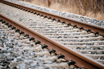 Close-up of a slightly rusty railway line with concrete railroad ties on a track ballast made of...