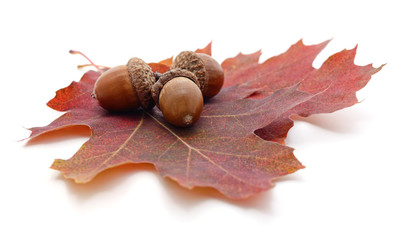 Three acorns on a brown leaf.